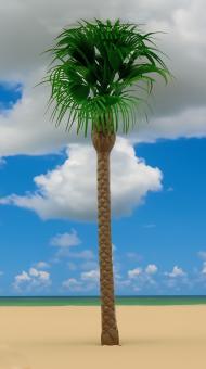 VK Modelle 1 Große kanarische Palme 19 cm 